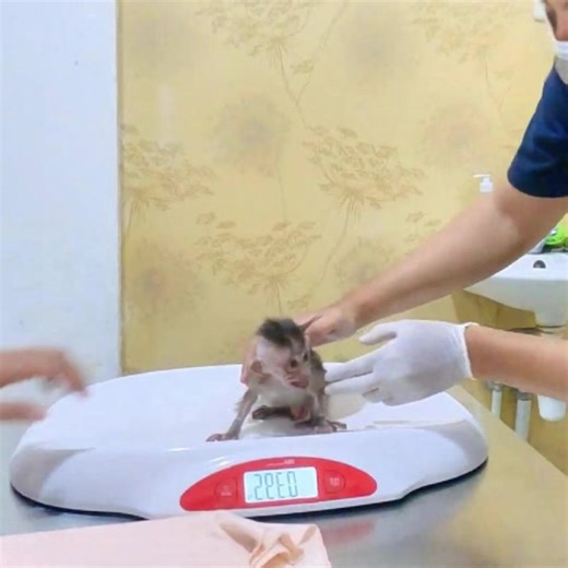 The Vet Checked Newborn Dino's Wounds #monkey #fypシ゚viral #viral #foryou