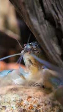 Are You Feeding Your Aquarium Shrimp The WRONG Food?