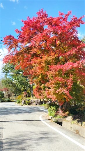 小淵沢の美しい紅葉と八ヶ岳の秋空