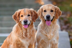 Golden Retriever Siblings’ Zoo Trip Is a Marathon of Magical Animal Encounters