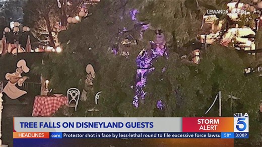 Tree falls on Disneyland guests during windy night