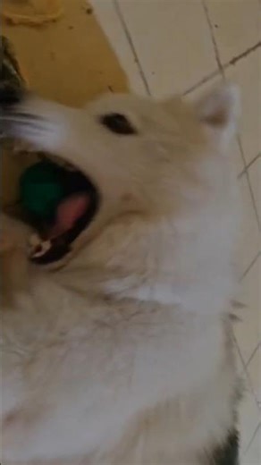 Husky Sleep Hack: 1 Minute Rule! 💤