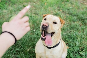 My Dog Won't Pee Outside: Understanding Why and 9 Ways to Help - PetDT