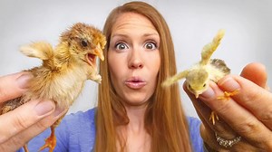 We welcome the smallest quail and the tallest chicks into the world. 🥚🌿 | White House on the Hill