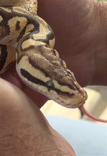 We did not take this snake home #snakes #ballpython #python