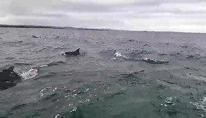 What a cracking first trip of the day we had this morning. We were nearly at Staple Island when a young girl shouted dolphins. As we looked across we saw a good few heading towards to boat but it was not until they got closer that realised that there must have been about 60 What a sight and what a buzz. We spent over 45 minutes with them and they put a real good show on too. Enjoy guys as we did. | Serenity Boats