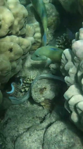 Geometric Moray Eel Action Packed Reef Moment 🐍✨🌊