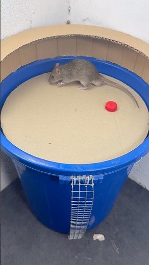 The Science Behind This DIY Bucket Mouse Trap #rat