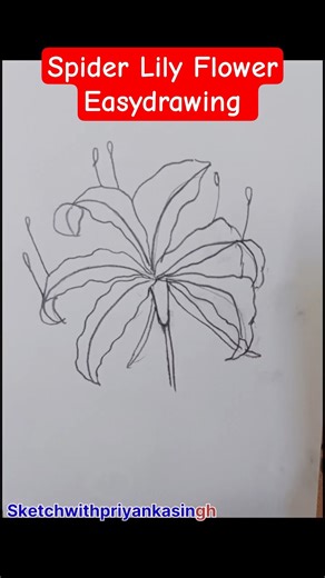 Spider Lily Flower Drawing# #reels #art #trending #artdrawing #painting #sketch #howtodraw