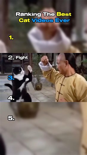 Ranking the Best Cat Videos Ever😹😼#shorts