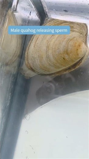 Quahog spawning in action