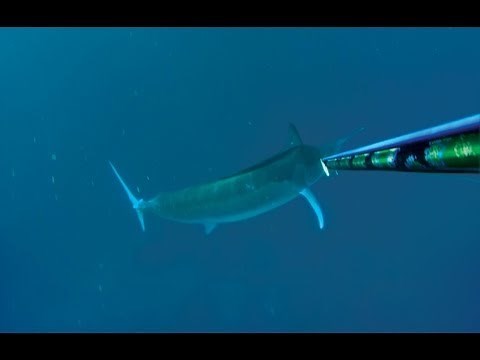 Spearfishing 500lb Black Marlin - Best Video