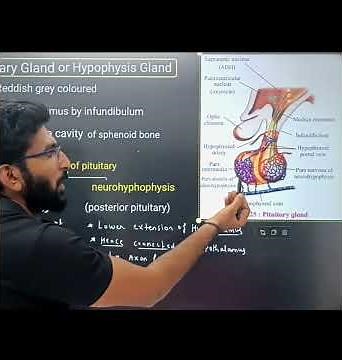 structure of pituitary gland || class 12 || Control and coordination || mht cet || NEET ||