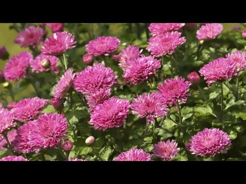 26 Types of Daisies to Grow in Your Garden