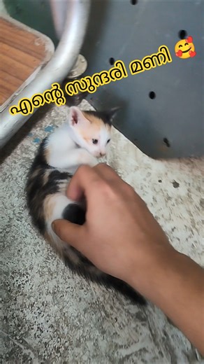 എൻ്റെ സുന്ദരി പൂച്ച കുറ്റികൾ 🥰 Play time #shorts #kitten