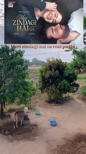 Real meri zindagi hai tu paglu #merizindagihaitu #haniaamir #bilalabbaskhan #pakistanidrama