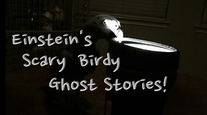12K views · 820 reactions | A trilogy of ghost stories performed by Einstein The Talking Texan Parrot. Don't be scared! | Einstein the Talking Texan Parrot | Facebook