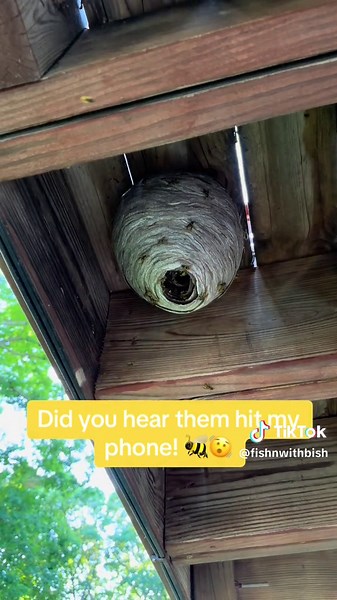 Bug-A-Salt vs Wasps | Effective Solutions to Wasp Infestations