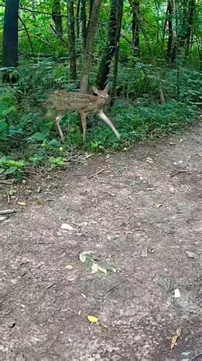 Newborn Fawn Looking for Mom 🥹🦌❤️