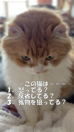 この猫は？ #cat #猫のいる暮らし #アメリカンカール