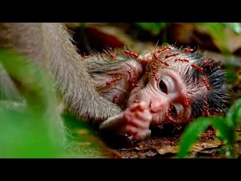 Baby Monkey Att_acked by a Swarm of Red Ants | Wildlife Survival Moment