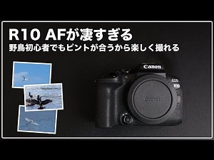 【Canon R10】静止画性能レビュー(AF編) ~R3ゆずりのAFを使いこなすための設定~