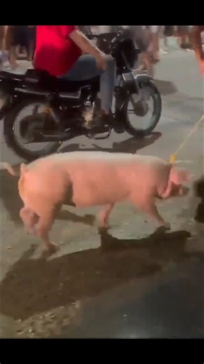 Humor Rojiblanco on Instagram: "En Barranquilla se sacó a pasear la Lechona anoche. 🐖🐽"