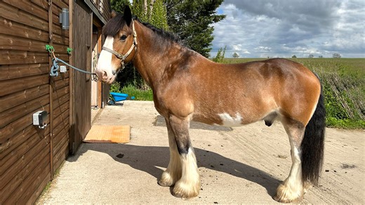 ‘One last hurrah’ for Hovis in final chance to buy his books to help others