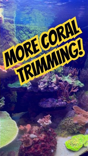 Sunday reef tank maintenance trimming!