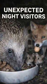 Unexpected night visitors