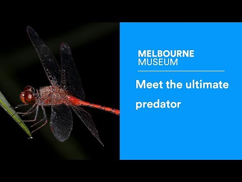 The world's most accurate hunter: all about dragonflies