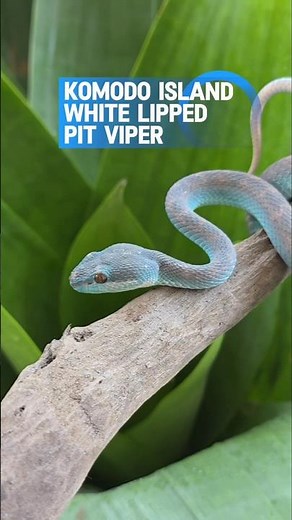 komodo Island white-lipped pit viper #Komodo #pitviper