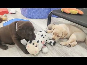5 Week Old Labrador Puppy Playtime 🐶 | Cute, Sweet & So Much Fun!