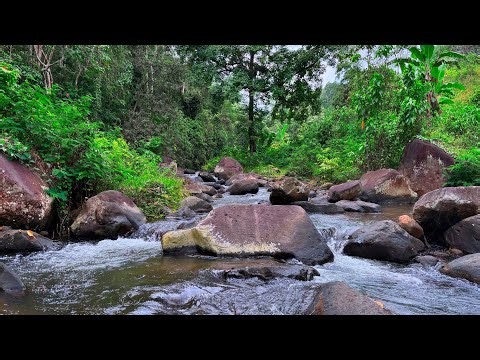Relieve Stress & Sleep Fast with Water Stream Sounds | Calming River Flow with Lush Forest Scenery