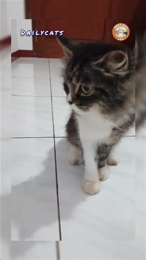 No Thoughts. Just Slap.