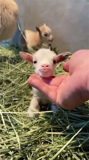 Goat Baby baaa #viral #goat #cuteanimal #cutefarmanimal