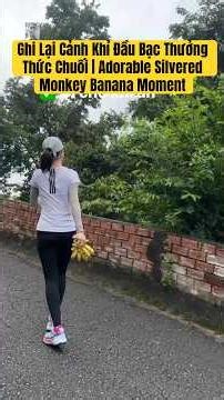 Ghi Lại Cảnh Khỉ Đầu Bạc Thưởng Thức Chuối | Adorable Silvered Monkey Banana Moment #monkey