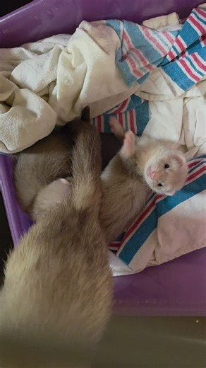 SugarCookie Kits: Adorable Ferret Wrestlers