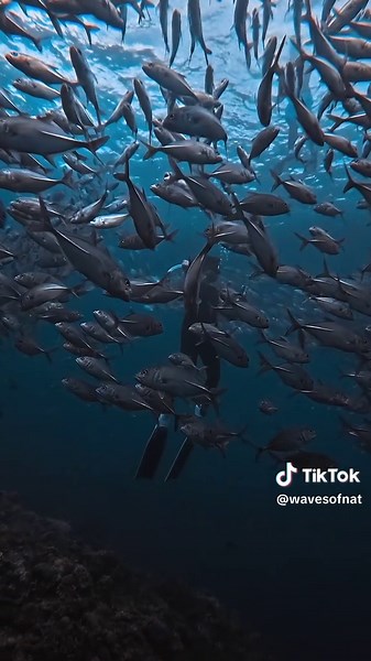 Mastering Color Grading for Underwater Videography