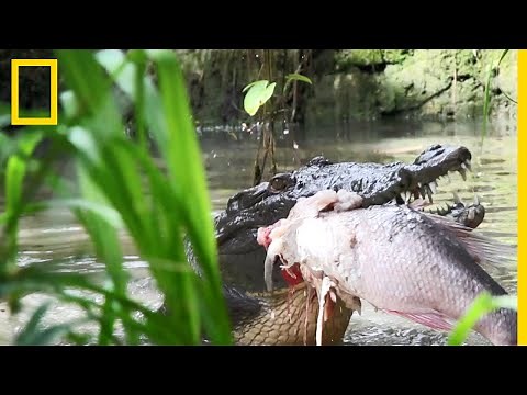 L'ingénieuse technique de chasse des crocodiles