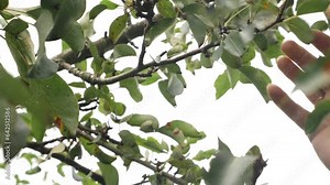 A gardener examines rotten pears on a tree. Loss of pear crop.