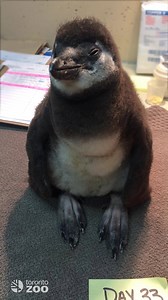 We are proud to announce the successful hatching of four African penguin chicks at the Toronto Zoo! Beginning Good Friday (April 14), these yet to be named chicks will be viewable in their Indoor Viewing Area from 11 am to 2 pm daily. 🐧 The first two chicks were laid by a new pair, Thandiwe and Matata, who were recommended to breed by the Species Survival Plan (SSP). Although the new pair bonded very quickly, they didn’t do well at incubating their eggs. Their first egg was laid on January 5th 
