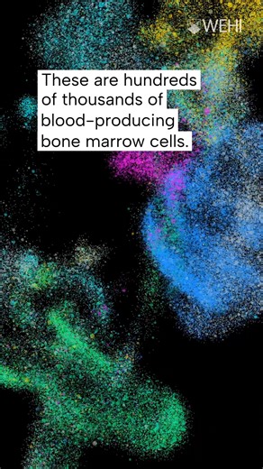 These colour-coded clusters may reveal treatment targets for leukaemia and deepen our understanding of blood cell development. WEHI researcher Dr Reza Ghamsari simplified complex data to project expression of thousands of genes per cell into three dimensions. Discover more in our online Art of Science exhibition: http://bit.ly/4pMXGwz | WEHI - Walter and Eliza Hall Institute of Medical Research