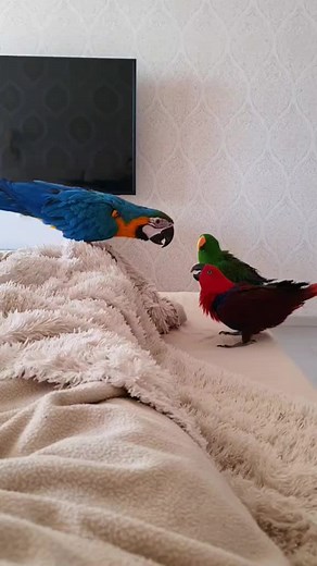 Captivating Parrots: Colorful Birds Interacting Indoors