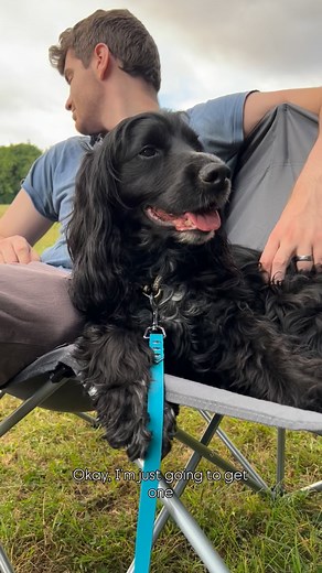 86K views · 8.7K reactions | If I get one I have to get another… and a third… because they need a friend. I don’t make the rules — it’s a very common spaniel-owner problem  #spanielofinstagram #dog #dogowner | Roaming With My Spaniels | Facebook