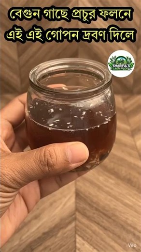 Abundant yield in brinjal trees - with this secret solution #trending #viral #shortvideos #garden