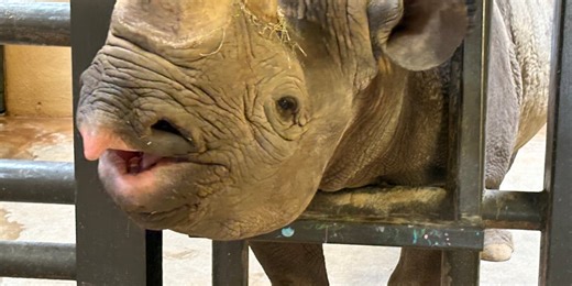 Tyler zoo features critically endangered black rhino for World Rhino Day