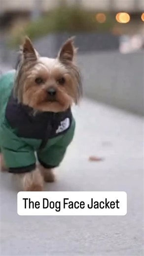 Yorkshire on Instagram: "Buy this The Dog Face Jacket! 🐾 Warm, comfy & perfect for every pup’s winter adventures - Black Friday Week deals are live! 👉 Link in bio!"