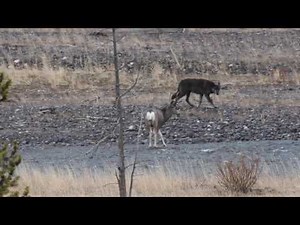 A Wild Wolf, 926 F of Yellowstone, hunts a mule deer buck