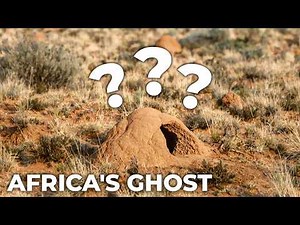 Hunting the Aardvark - The Animal No One Sees